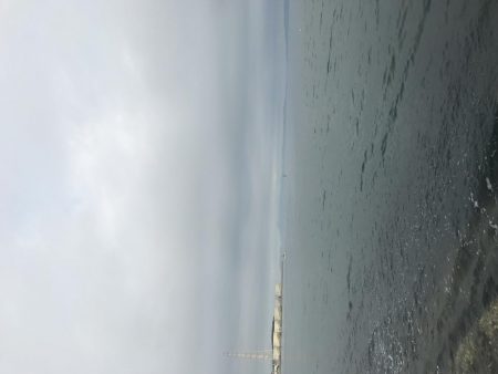 まさかのアコウ