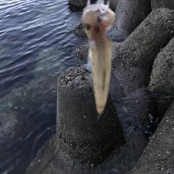 ライトショアジギング3目