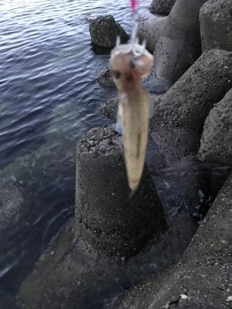 ライトショアジギング3目