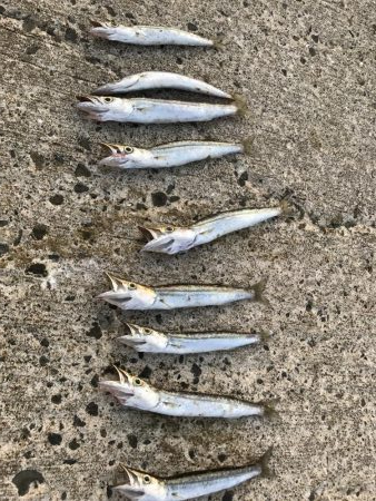 夏のライトショアジギング