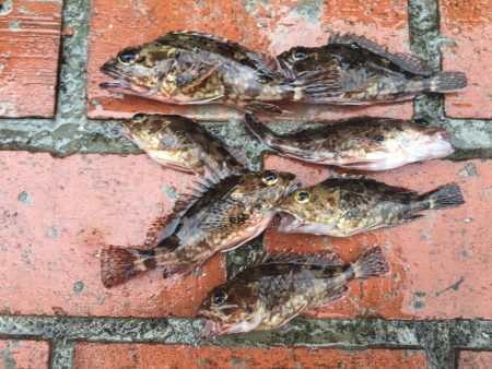 ガシラ7匹、コアジ匹、コサバ1匹