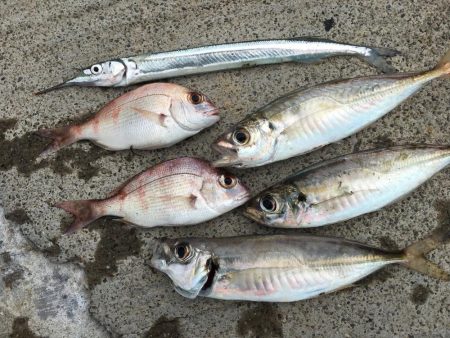 良型アジ、サヨリ、チャリコ等