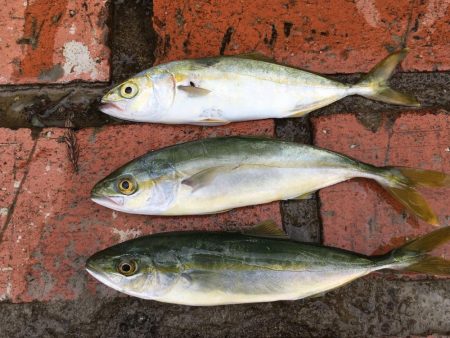 ツバス3匹、ガシラ2匹