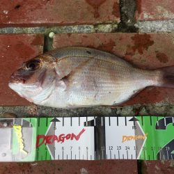 タイ、アジ、ガシラ