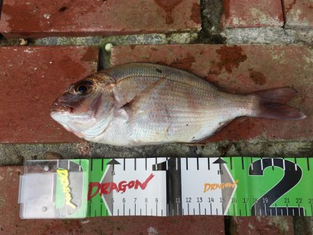 タイ、アジ、ガシラ