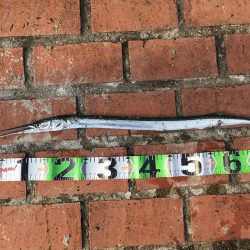 ダツ70㎝、ツバス2匹