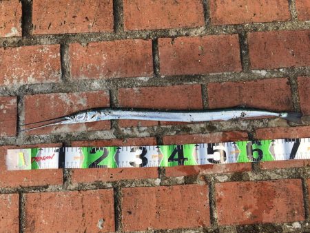 ダツ70㎝、ツバス2匹