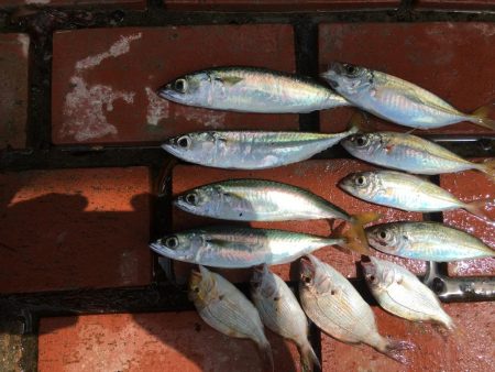 グレ28㎝、ツバス8匹ほか