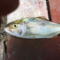 ツバス、カンパチなど