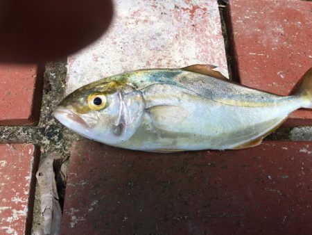 ツバス、カンパチなど