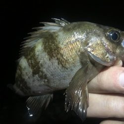 まだ行ってます！