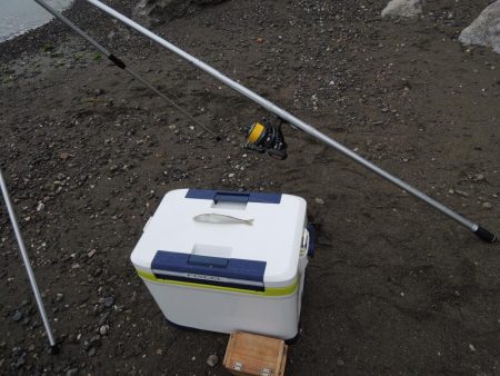 梅雨のキス釣り