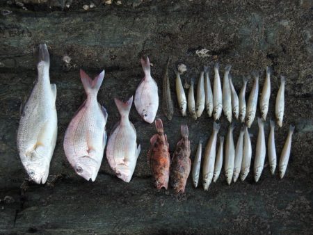 梅雨明けの五目釣り
