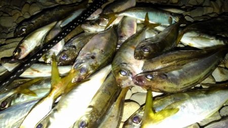 相変わらずの爆釣アジング