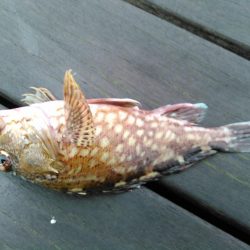 ライトショアジギング