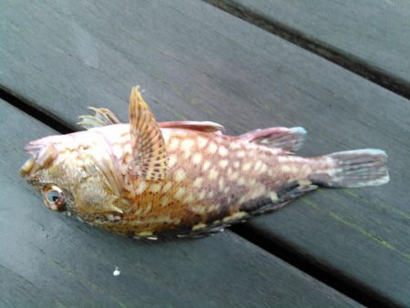 ライトショアジギング