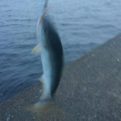 ツバスだらけ！