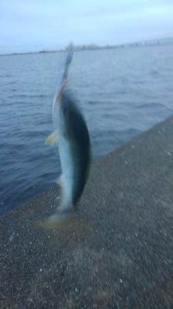 ツバスだらけ！