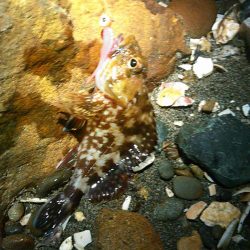 浜名湖 ライトゲーム