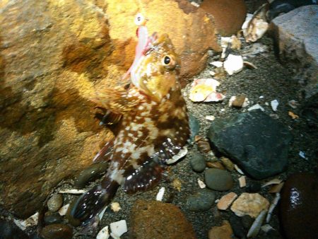 浜名湖 ライトゲーム