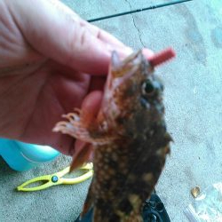 浜名湖 ライトゲーム