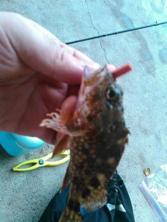 浜名湖 ライトゲーム