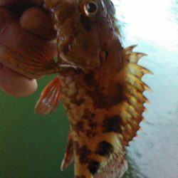 浜名湖 ライトゲーム