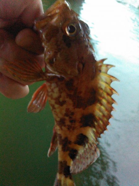 浜名湖 ライトゲーム