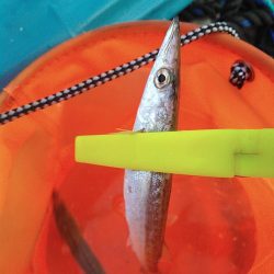 浜名湖 ライトゲーム