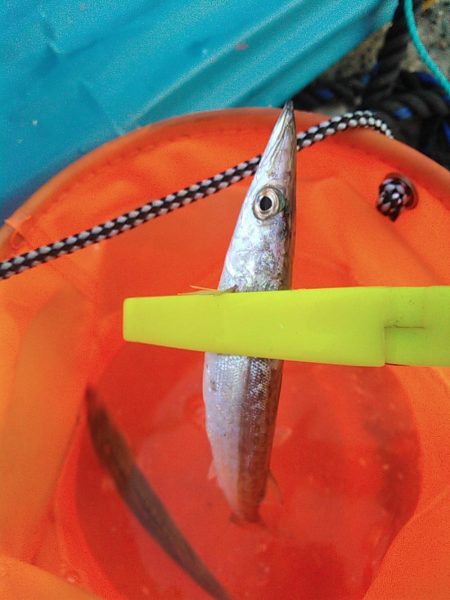 浜名湖 ライトゲーム