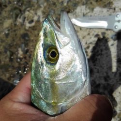 キビレ・モジャコ