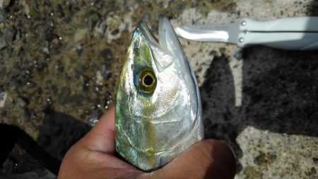 キビレ・モジャコ