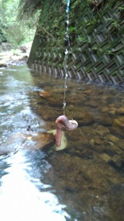 極太ウナギ！きたー！