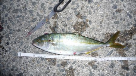 ギリボウズ逃れ＾＾；