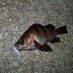 夢中になる豆アジング!