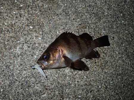 夢中になる豆アジング!