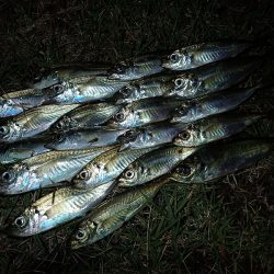 アタリが楽しい豆アジゲーム(^^)