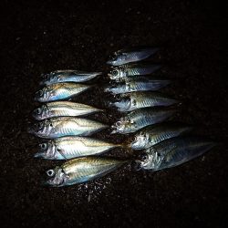 悶絶・やみつき・豆アジング！