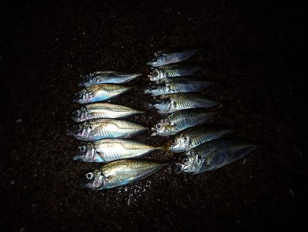 悶絶・やみつき・豆アジング！