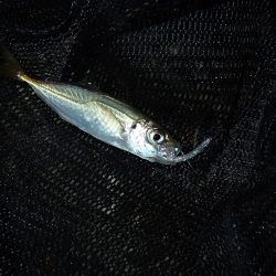 アジングのち豆アジング!