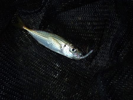 アジングのち豆アジング!