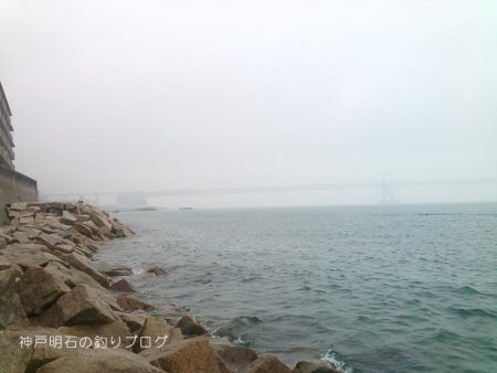 サヨリとクロダイ。