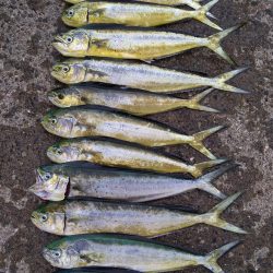 ダイソージグでもペンペン