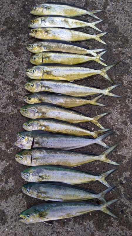 ダイソージグでもペンペン