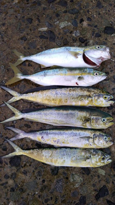 ヤズのちペンペン