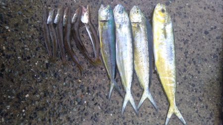 カマスのちペンペンシイラ