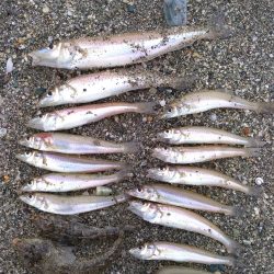 チョイ投げでシロギス