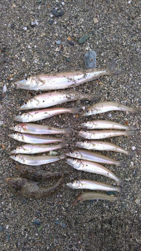 チョイ投げでシロギス