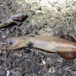 太刀魚何とか釣れました