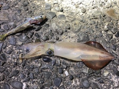 太刀魚何とか釣れました